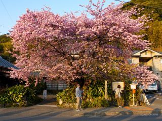 河津桜原木 3月1日日中