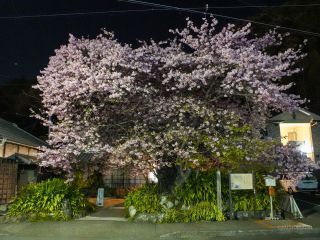 河津桜原木 3月1日夜桜