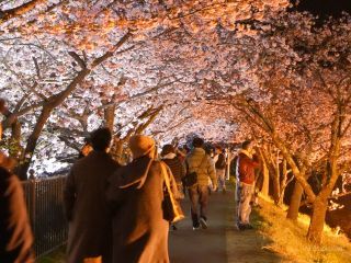 夜桜を楽しむ方もたくさん