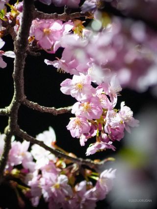 夜の菜の花と桜のコラボをぜひ
