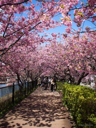 館橋付近 3月7日