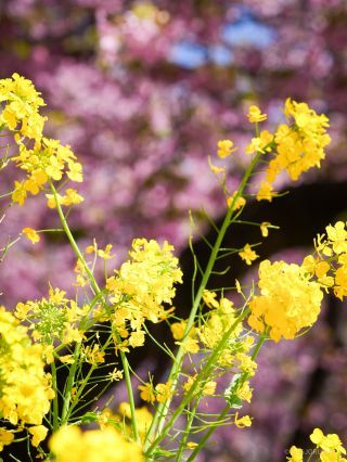 菜の花の香りが春を感じさせます