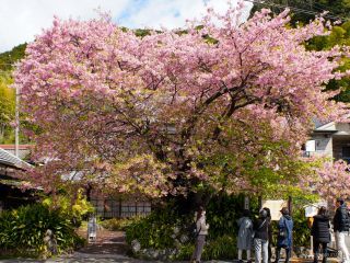 河津桜原木 3月7日少し葉が目立つ