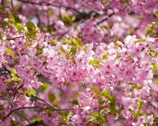 新緑と桜のコントラストを楽しもう