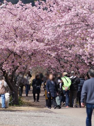 峰温泉会館付近など、桜のトンネルが続いています