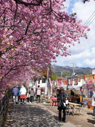 河津桜まつりを最後まで楽しもう