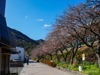 駅前の並木道にも桜色が見えます
