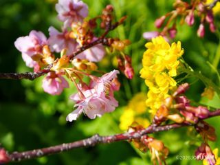 根元の菜の花とのコントラストが美しい