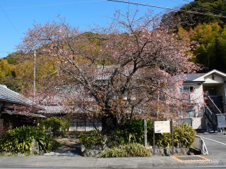 先週1月30日と比べると一目瞭然