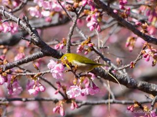 たくさんのメジロと出会うこともできる