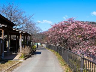 豊泉の足湯、ひときわ開花が目立つ桜があります