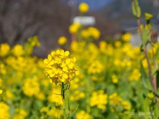 河津観光協会ブース前は菜の花が満開、美しい黄色の世界を楽しもう