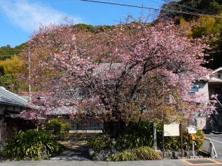 河津桜原木 2月6日