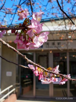 かわいらしい河津桜がお客様をお出迎え