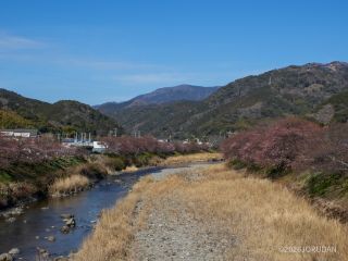 来宮橋付近 2月6日曜