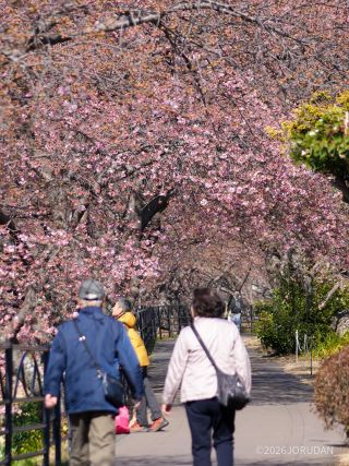 桜並木もだんだんとピンク色