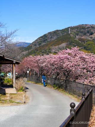 豊泉の足湯付近も見頃の桜が