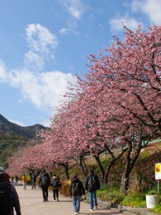 河津駅前 2月12日撮影
