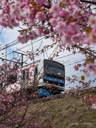 鉄道と桜を同時に収められるスポットとして人気です