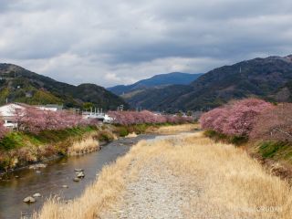 来宮橋付近 2月12日撮影