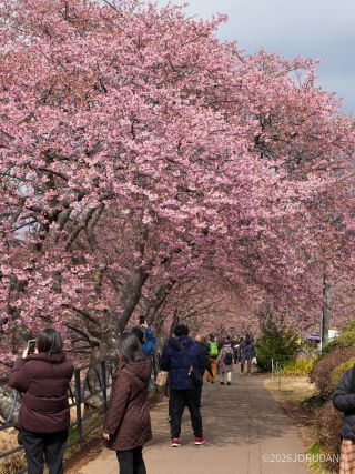 河津川桜並木も見ごろな場所があります