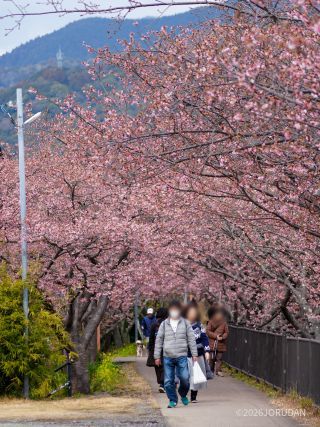 踊り子温泉会館付近も桜のトンネルに