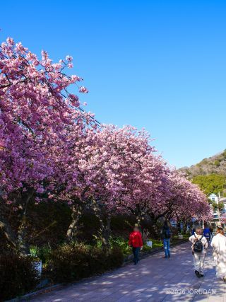 駅前の桜並木、もこもこした満開の河津桜が並ぶ