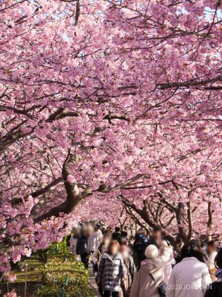 館橋付近、桜のトンネルに