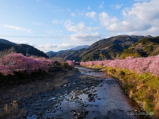 豊泉橋付近 2月19日撮影