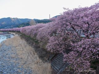 日中は桜色を楽しむことができ、