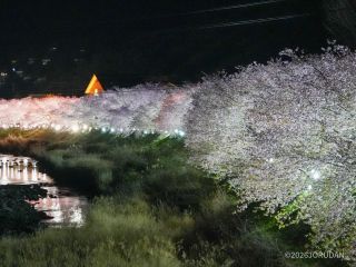 夜桜は桜色がより映える姿に