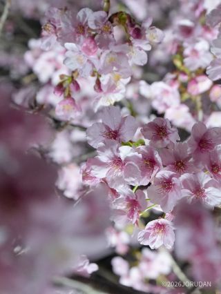 幻想的な景色をお楽しみください