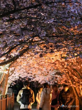 桜のトンネルもライトアップ