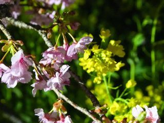桜だけでなく夜の菜の花もオススメです