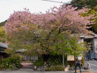 河津桜原木、一部でまだ桜が残る 2月27日