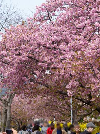 開花が遅かった部分で満開の桜が楽しめます