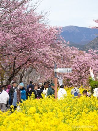 菜の花と桜の競演も楽しめます