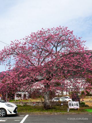 遅咲きの豊泉の桜が満開に