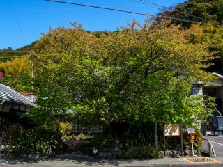 河津桜原木、ほぼ葉桜に