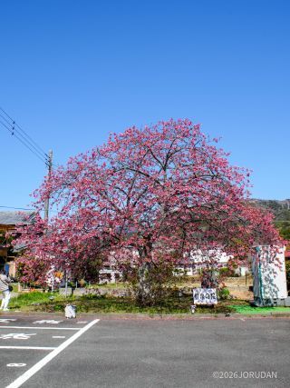 豊泉の桜、河津桜より濃ピンク色の印象