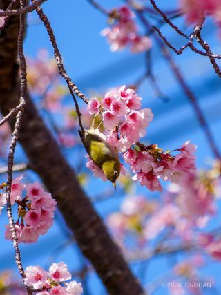 観光客が少ないためか、小鳥たちが大にぎわい