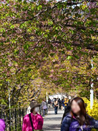 葉桜のトンネルもいいものです