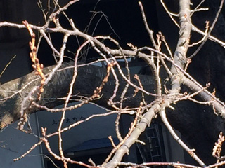 2月28日の目黒川