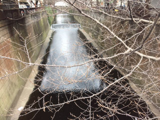 3月7日の目黒川