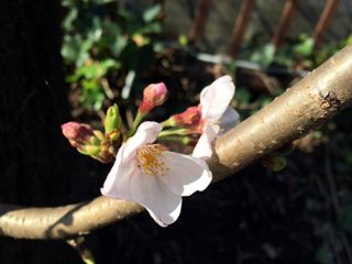 開花している花も