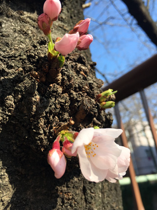 くっついている花
