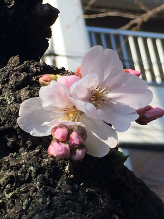 桜橋付近