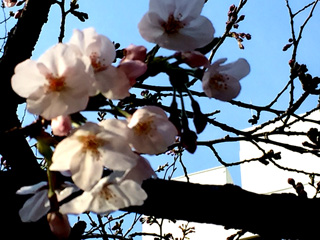 3月28日中目黒