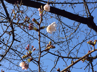 3月30日の目黒川