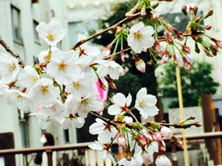 開花が進む